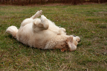 Golden Retriever rolling on back