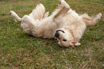 Golden Retriever rolling on back