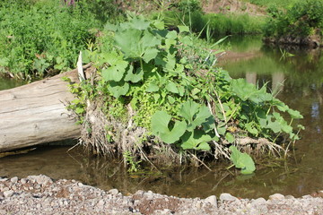  fallen tree in a small river on a sunny summer day, coltsfoot plants grow on it