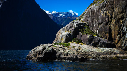 Fototapeta premium Nice close-up of the sea lions in Milford Sound with the snow capped mountains in the background taken on a sunny spring day, New Zealand