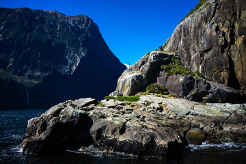 Nice close-up of the sea lions in Milford Sound with the snow capped mountains in the background taken on a sunny spring day, New Zealand