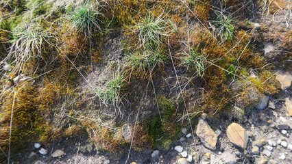flechten und gräser unkraut natur boden waldboden garten