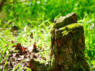 moss on stump in forrest