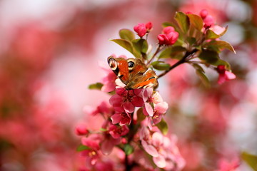 butterfly on blooming apple tree branch