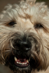Wheaten Terrier