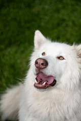 Fototapeta premium Alaskan White Malamute