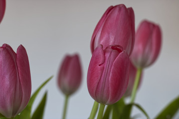 tulpen strauch rosa vor weißem hintergrund