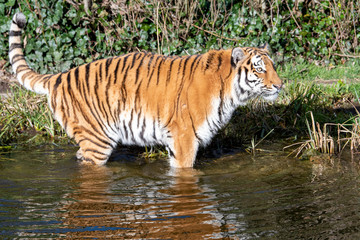 Fototapeta na wymiar Tiger von Seite im Wasser