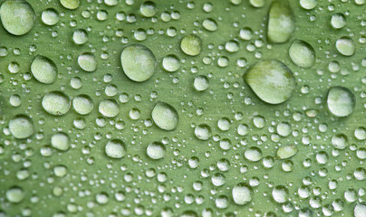 Green leaf water drops Nature background texture