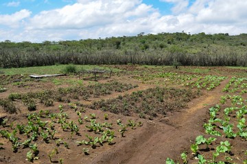 Irrigation scheme in the arid climate of Mount Suswa, Kenya