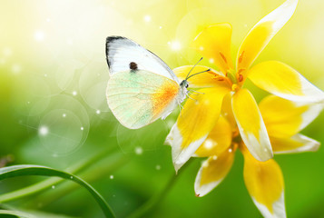 Bright beautiful white butterfly on exotic yellow flower on green background in nature spring summer outdoors close-up macro. Colorful amazing splendid best artistic image harmony of nature.