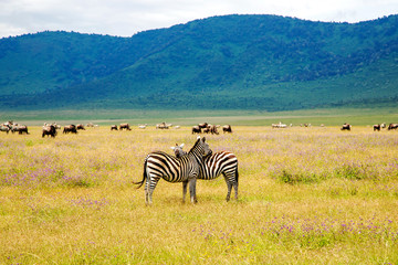 Fototapeta na wymiar Ngorongoro Crater Conservation Area with herds of grazing herbivores on flowering meadows and zebras in the foreground, Tanzania. East Africa