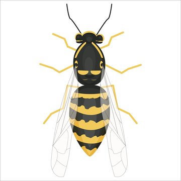 Bright colorful detailed Illustration of wasp in vector design. Graphic realistic insect. Isolated clipart on white background. 