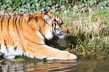 Fototapeta na wymiar Close up Tiger durchs Wasser