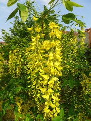 Blossoming yellow acacia with leaves on green background. Cassia fistula yellow flowers. Acacia flowers on long branch, Ratchaphruek. Closeup, selective focus