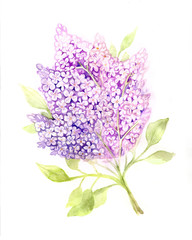 Watercolor lilac on a white background illustration for a postcard