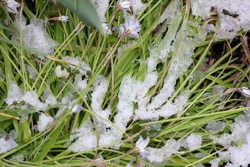 葉っぱに雪が積もる　春　緑の　白い雪　自然