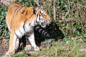 Tiger von Seite 