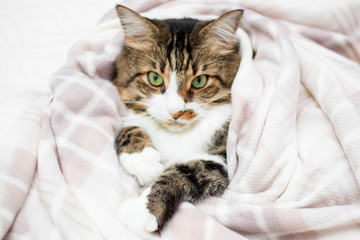 Brown adult cat with green eyes. He is wrapped in a brown plaid blanket. Horizontal photo.