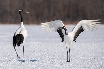 The Red-crowned crane, Grus japonensis The crane is dancing in beautiful artick winter environment Japan Hokkaido Wildlife scene from Asia nature.