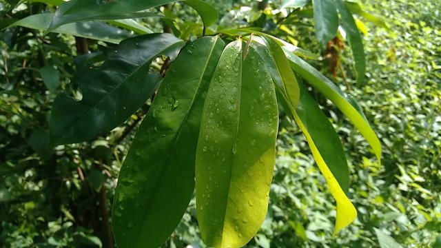 Green soursop laves or Prickly Custard Apple. (Annona muricata L., graviola, guyabano, guan&aacute;bana). Plant for Treatment of carcinoma.