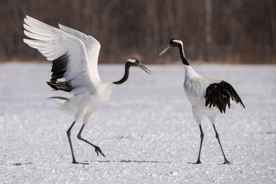The Red-crowned crane, Grus japonensis The crane is dancing in beautiful artick winter environment Japan Hokkaido Wildlife scene from Asia nature.