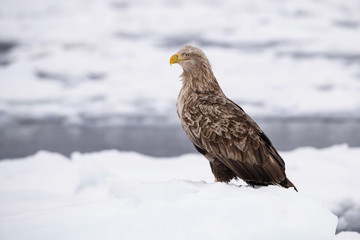 The White-tailed eagle, Haliaeetus albicilla The bird is perched on the iceberg in the sea during winter Japan Hokkaido Wildlife scene from Asia nature. Came from Kamtchatka..