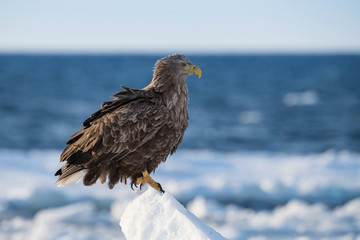 The White-tailed eagle, Haliaeetus albicilla The bird is perched on the iceberg in the sea during winter Japan Hokkaido Wildlife scene from Asia nature. Came from Kamtchatka..