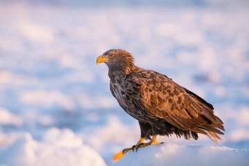 The White-tailed eagle, Haliaeetus albicilla The bird is perched on the iceberg in the sea during winter Japan Hokkaido Wildlife scene from Asia nature. Came from Kamtchatka..