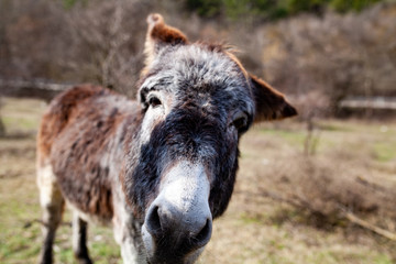 Fototapeta premium donkey portrait on nature background