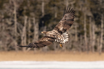 The White-tailed eagle, Haliaeetus albicilla The bird is flying in beautiful artick winter environment Japan Hokkaido Wildlife scene from Asia nature. Came from Kamtchatka..