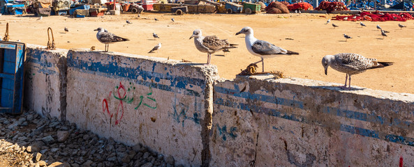Flock of seagulls in the port, Essaouira, Morocco. With selective focus.