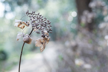 イノチフタタビ−１