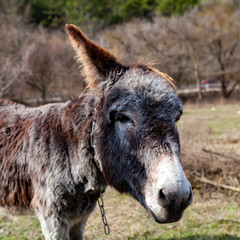 donkey portrait on nature background
