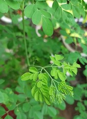Fototapeta na wymiar Moringa Leaf