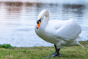 portrait of a beautiful white swan cygnus bird in a water pond