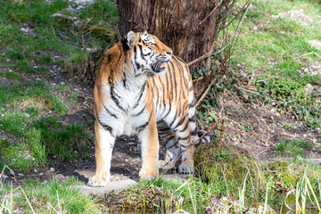 Fototapeta na wymiar Tiger seitlich mit Blick nach oben