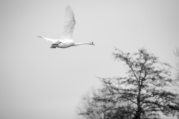 Image of single beautiful flying white swan cygnus bird in black and white