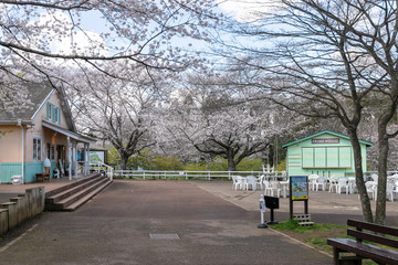 菜の花と桜の風景　千葉県成田市　日本