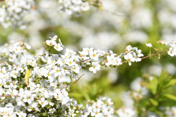 ユキヤナギの花