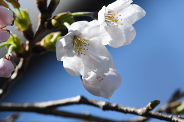 桜の花と青空