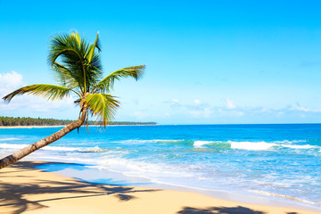 Naklejka na ściany i meble Palm tree on the caribbean tropical beach. Saona Island, Dominican Republic. Vacation travel background