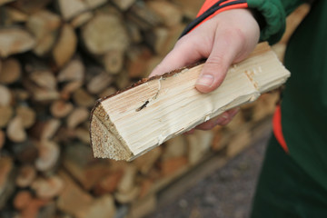 Fichtensplintbock im Holz Fichte Brennholz Bockkäfer Käfer