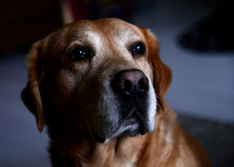  Cute Portrait of Old Labrador retriever dog on dark background, profile view 