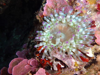 anemona en la isla del toro, mallorca