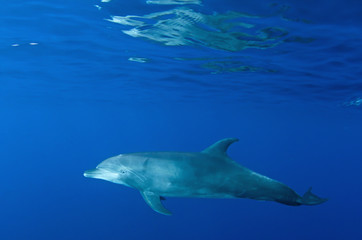 delfino
