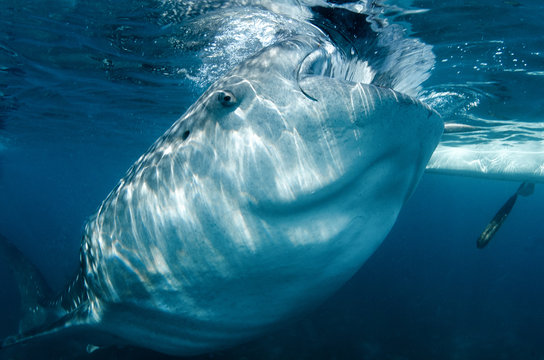 Squalo balena