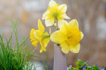 bouquet of fresh yellow daffodils by the window.