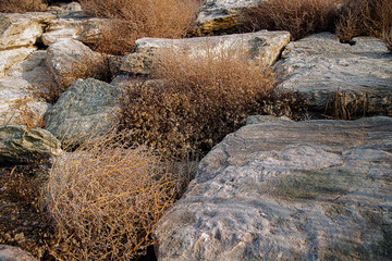 Берег Каспия