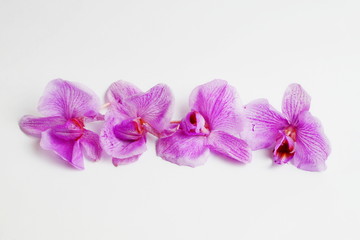 four orchid flowers lie on a white background